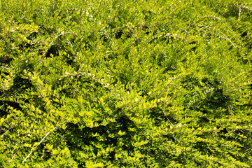 Bright green ornamental bush with small leaves