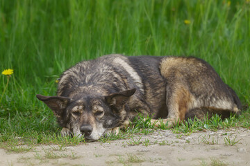 Mongrel dog of red color lies on its stomach on the grass, stretching its front paws forward. Spring....