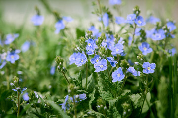 A beautiful veronica flowers in a summer meadow. Veronica blossoms in meadow.