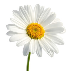 Close-up of a pristine white daisy against a black background.