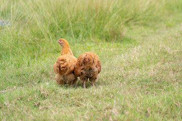 Pair of Buff Orpington Hens on Green Grass in Free-Range Setting