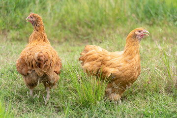 Pair of Buff Orpington Hens on Green Grass in Free-Range Setting