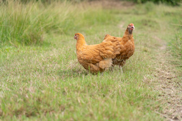 Pair of Buff Orpington Hens on Green Grass in Free-Range Setting