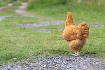Single Buff Orpington Hen Standing on Grass in Natural Light