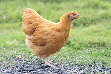 Single Buff Orpington Hen Standing on Grass in Natural Light