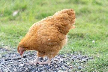 Single Buff Orpington Hen Standing on Grass in Natural Light
