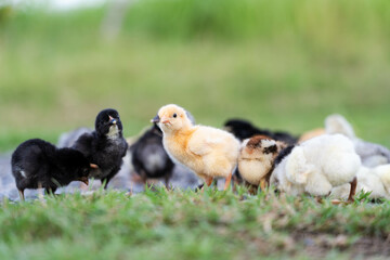 Group of Cute Colorful Chicks on Green Grass in Natural Light