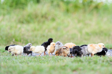 Group of Cute Colorful Chicks on Green Grass in Natural Light