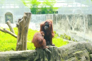 Orangutans are great apes that can only be found in Asia. There are 3 types of orangutans, namely Sumatran, Bornean and Tapanuli orangutans. It is classified as a mammal. © sidoel394