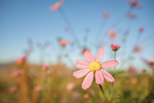 Vibrant pink cosmos flowers spotted with delicate morning dew drops