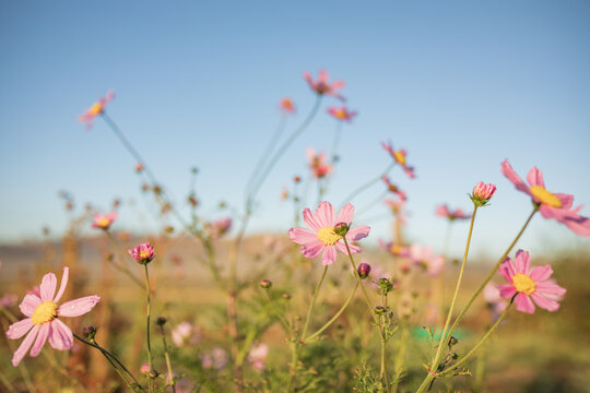 Vibrant pink cosmos flowers with blue sky background and copy space