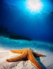 A starfish lying on the sandy ocean floor  