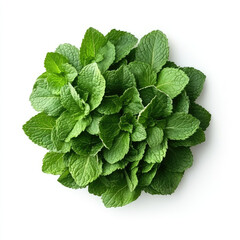 Fresh green mint leaves bunch close up top view isolated