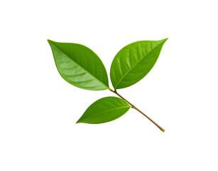 Fototapeta premium Three vibrant green leaves with detailed veins on a slender brown stem