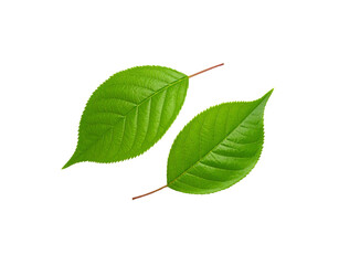 Obraz premium Two vibrant green cherry leaves with serrated edges and prominent veins