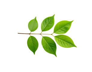 Fototapeta premium Vibrant Green Leaves on a Branch with Detailed Veins and Serrated Edges