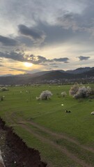 sunset over the field