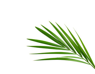 Obraz premium Vibrant green palm frond with linear leaves and a central stem detail