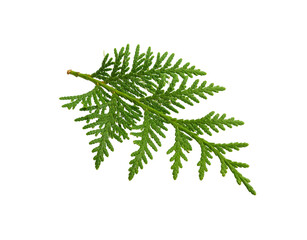 Vibrant green Thuja occidentalis branch with scalelike leaves isolated on transparent