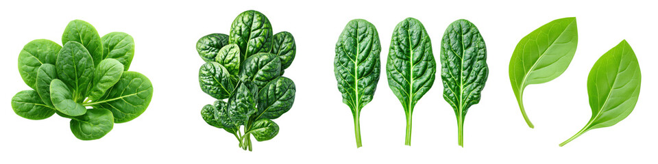 Fototapeta premium Fresh spinach leaves arranged in a row, showing different shapes and stages of growth.