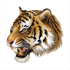 tiger head Vector