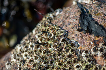 Macro View of Balanus sp. on Coastal Rock