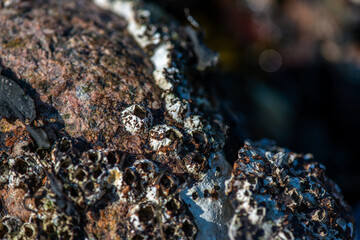 Macro View of Balanus sp. on Coastal Rock