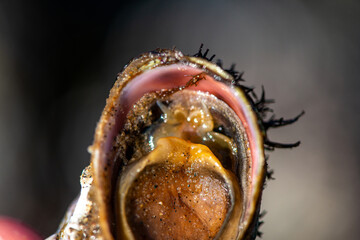 Macro View of Littorina littorea Highlighting Muscular Foot and Poda