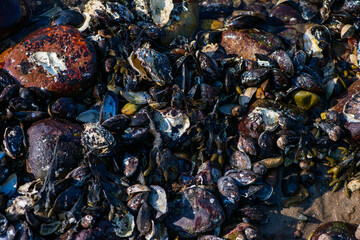 Dense Cluster of Mussels and Clams Along the Coastline