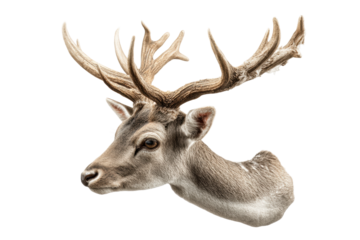 PNG Majestic deer head with antlers on black background