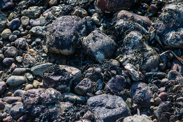 Dense Cluster of Mussels and Clams Along the Coastline