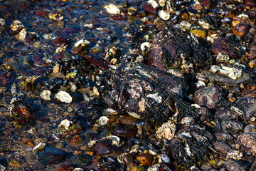 Dense Cluster of Mussels and Clams Along the Coastline
