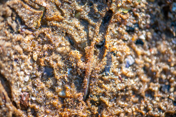 Polychaeta Worm Crawling in Wet Coastal Sand