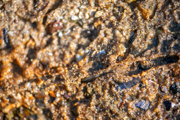 Polychaeta Worm Crawling in Wet Coastal Sand