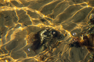 Coastal Algae and Seaweeds with Clean Water Surface Details