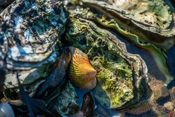 Dense Cluster of Mussels and Clams Along the Coastline © Anil