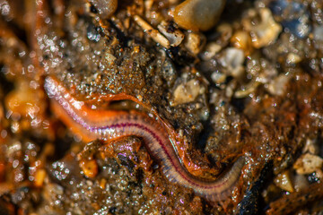 Polychaeta Worm Crawling in Wet Coastal Sand