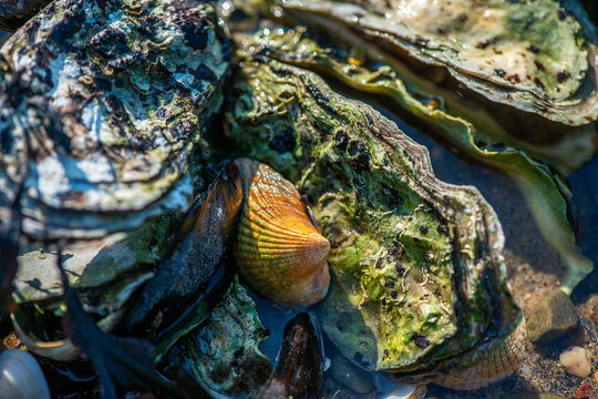 Dense Cluster of Mussels and Clams Along the Coastline
