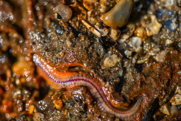 Polychaeta Worm Crawling in Wet Coastal Sand