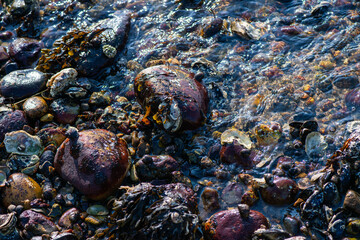 Dense Cluster of Mussels and Clams Along the Coastline