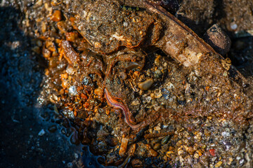 Polychaeta Worm Crawling in Wet Coastal Sand