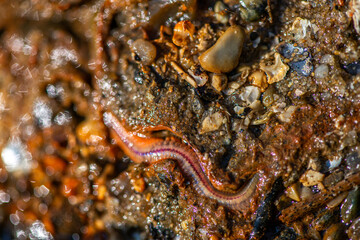 Polychaeta Worm Crawling in Wet Coastal Sand