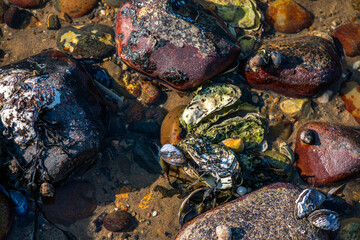 Macro View of Balanus sp. on Coastal Rock
