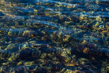 Coastal Algae and Seaweeds with Clean Water Surface Details