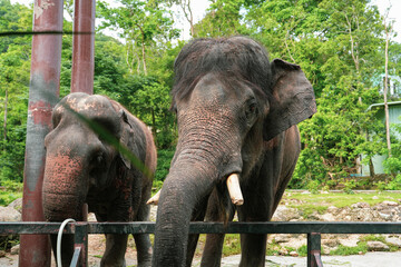 Fototapeta premium The Asian elephants are feeding on the fresh grass leaves. Beautiful elephant portraits. The elephant on Khaokheow Open Zoo Thailand. We can feeding elephants. 
