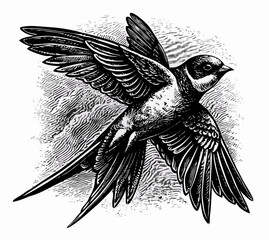 Black and White Swallow Bird Engraving Illustration
