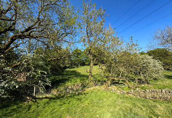 Sunlight filters through the branches of trees in a lush green field, casting shadows on the grass....