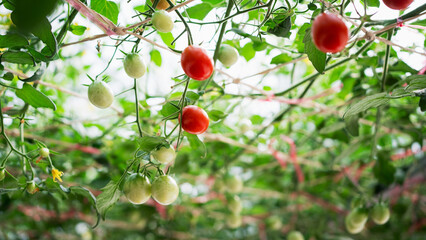 Tomatoes growing on an organic farm, cultivated as a natural agricultural product.