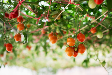 Tomatoes growing on an organic farm, cultivated as a natural agricultural product.