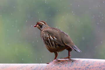 Una perdiz roja bajo la lluvia
